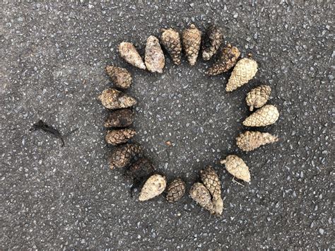 Making Shapes from Natural Materials | Learning Outdoors Support Team