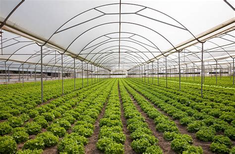 Royalty Free Greenhouse Pictures Images And Stock Photos Istock