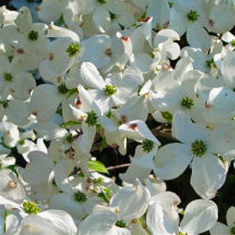 Dogwood - Cloud 9 (Cornus florida) - 202 Tree Center