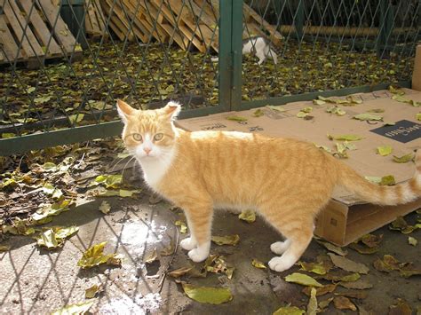 Zuco – Streunerglück e.V.