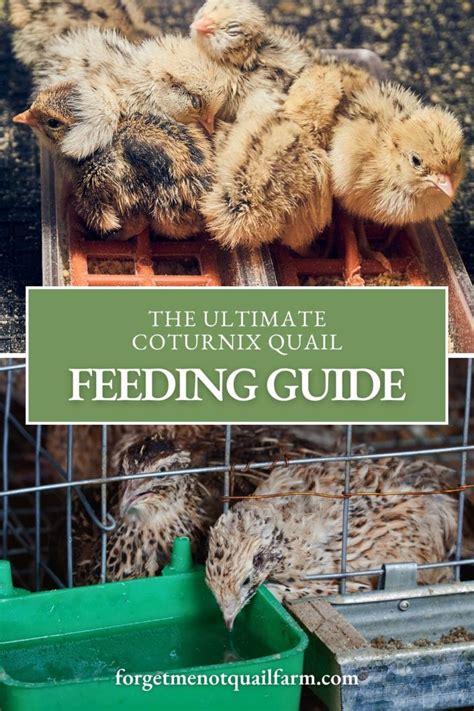 feed coturnix quail  common feeding mistakes