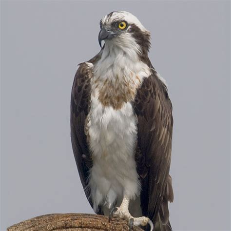 North West Florida Osprey Bird