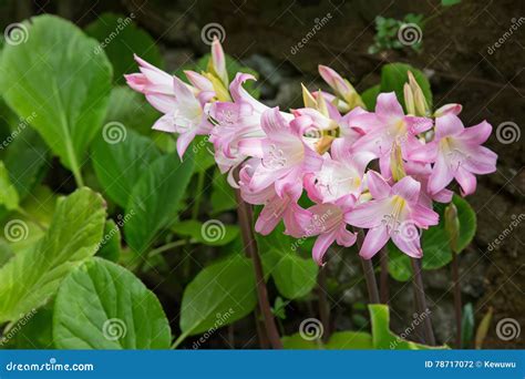 Pale Pink And White Flower Of Belladonna Lily Jersey Lily Naked Lady Lily March Lily Stock