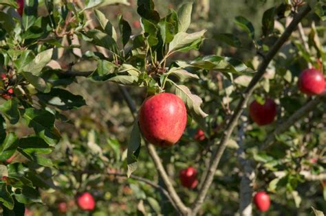 key guidelines  apple tree care shared  orchard growers