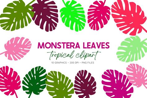 Tropical Leaves Clipart Monstera Leaf Png