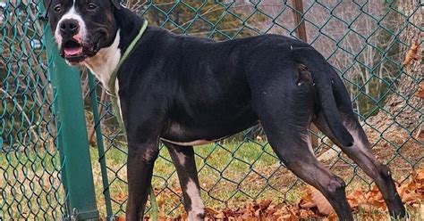 Culpeper Shelter Pets For Week Of Jan 21 2024