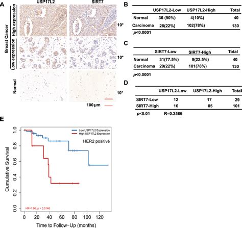 Positive Correlation Between Usp L Expression And Sirt Expression In