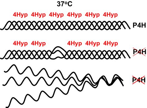 Prolyl And Lysyl Hydroxylases In Collagen Synthesis Salo 2021