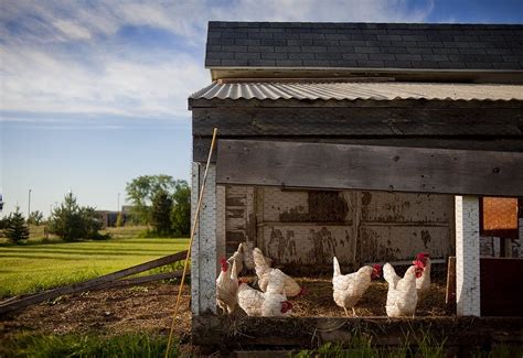 Como Montar Uma Granja Guia 2020