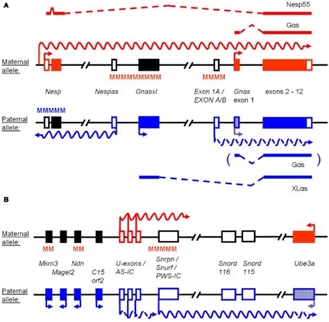 Simplified Schemes Of The Gnas And Snrpn Ube3a Imprinted Loci The