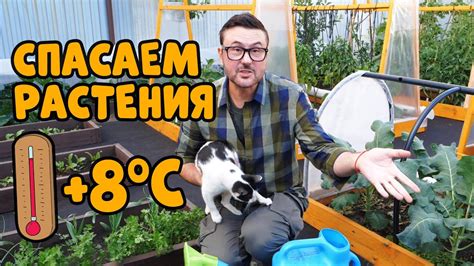 НА УЛИЦЕ ДУБАК! КАК ЗАЩИТИТЬ РАСТЕНИЯ В ХОЛОДНУЮ ПОГОДУ? - YouTube