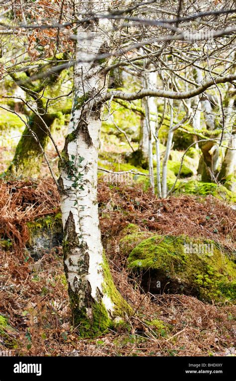 Silver Birch Tree Trunk In Winter In Open Woodland Dartmoor Devon Uk