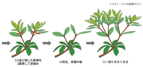 [最も欲しかった] サツキ 挿し木 方法 260507 サツキ の 挿し木 方法