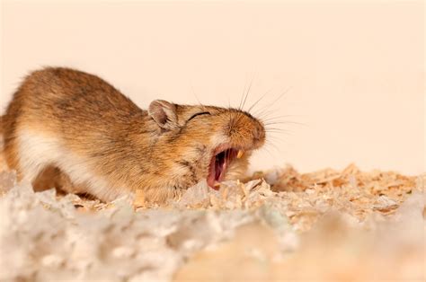 Typical Behavior Of Pet Gerbils