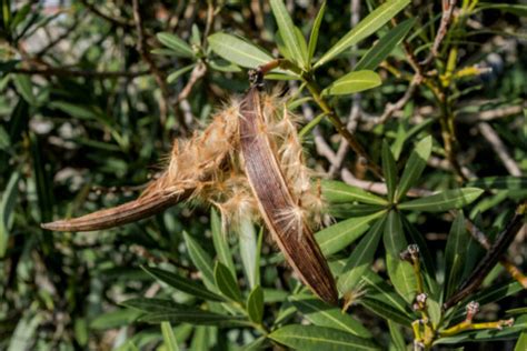 Oleander Propagation By Seeds And Cuttings - Gardender