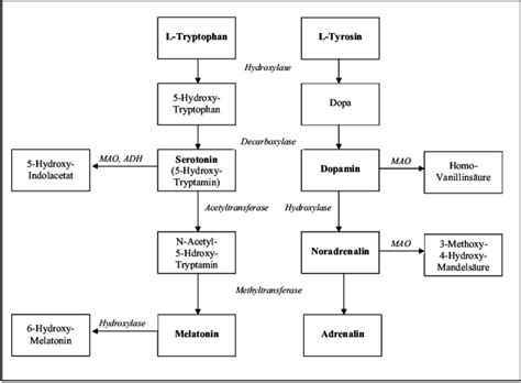 Abbildung Synthese Und Abbau Der Monoamin Neurotransmitter