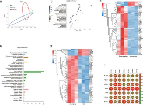 Differential gene expression in dormant and relapse cancer cells after ...