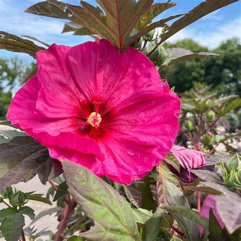 Hardy Hibiscus | Earl May