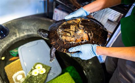 Wildlife Rehab Center Having Outgrown Its Central Pa Nest Needs Help