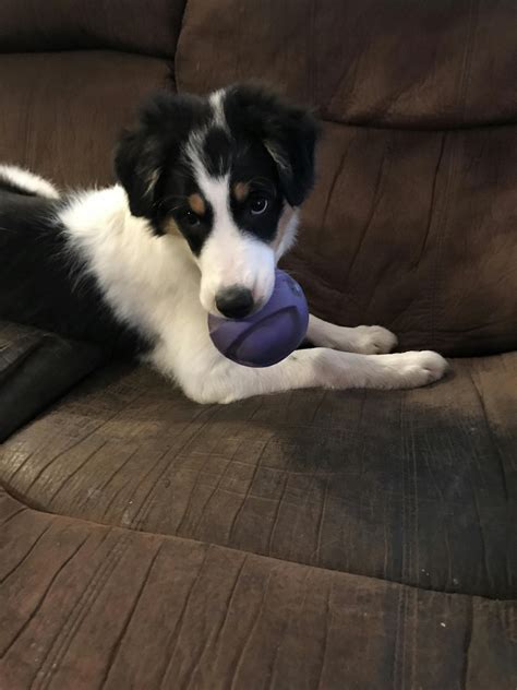 How To Train Your Border Collie To Herd Cattle