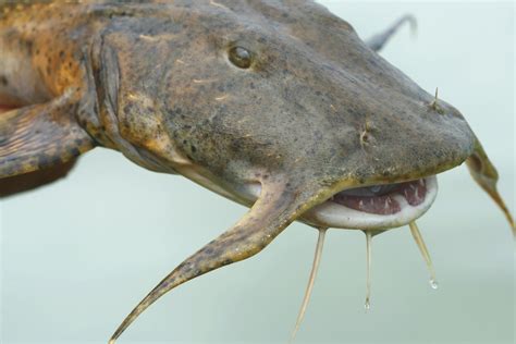 Giant Devil Catfish - The Goonch Catfish: Goonch Catfish Pictures