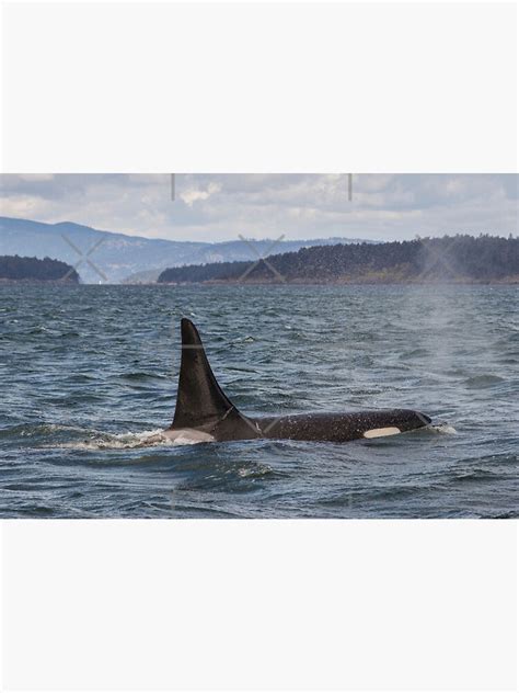 Killer Whale Orca Fin Poster For Sale By Motivation111 Redbubble
