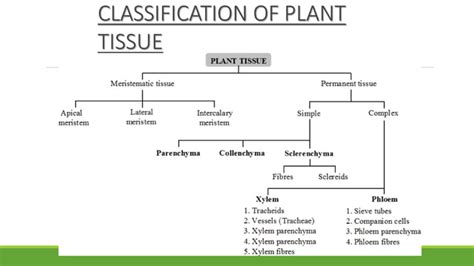 Tissues Ppt Class 9