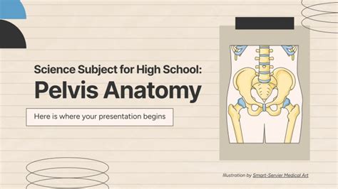 Ciencias Para Bachillerato Anatomía De La Pelvis