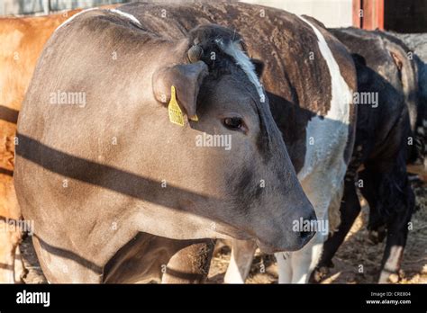 Belgian blue cow hi-res stock photography and images - Alamy