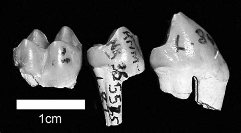 Specimens attributed to the large taxon of Colobinae gen. et sp. indet ...