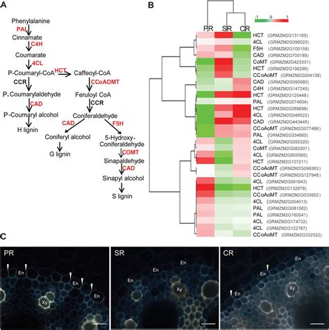 Dynamics Of Lignin Biosynthesis Among The Three Root Types A The