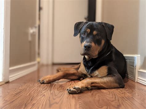 Ideal Diet for Rottweilers - The Ultimate Rottweiler Feeding Guide
