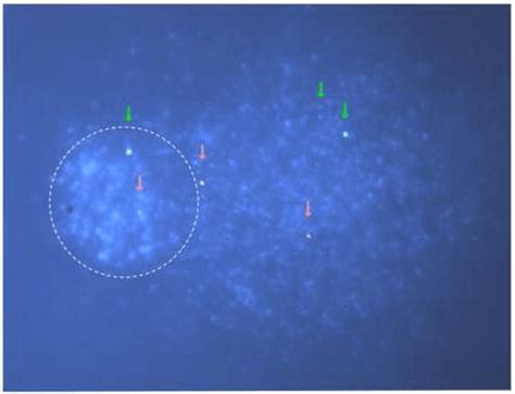 Comet-FISH - Creative Bioarray