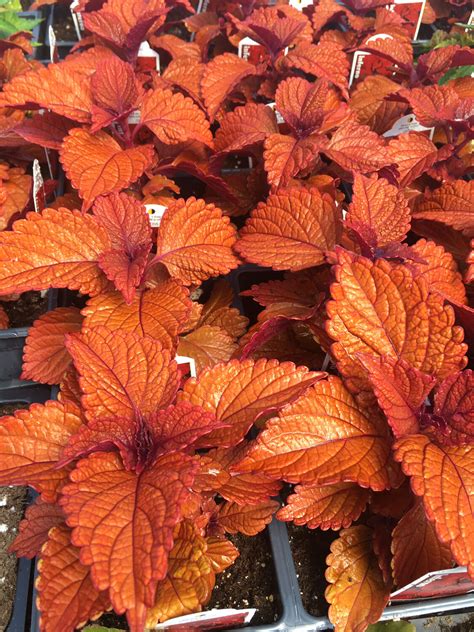 Coleus Inferno