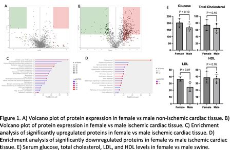 Abstract P Sex Differences In The Proteomic Response To Chronic Myocardial Ischemia In