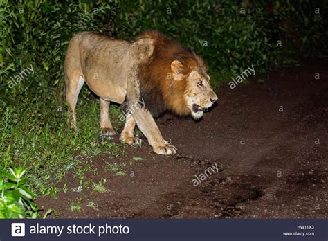 Ethiopian Lions Stock Photos And Ethiopian Lions Stock Images Alamy
