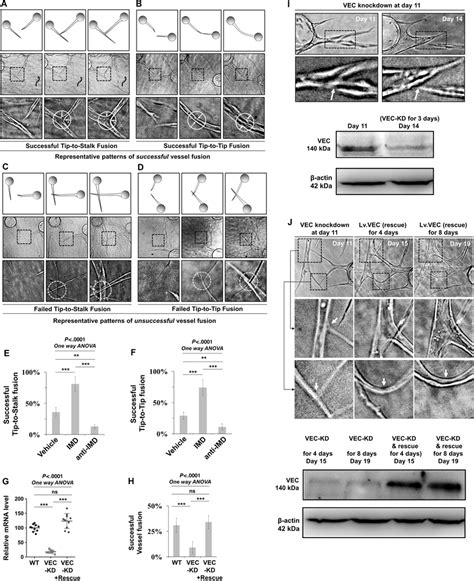 The Imd‐induced Vessel Fusion Is Vec Dependent A And B Fibrin Beads Download Scientific