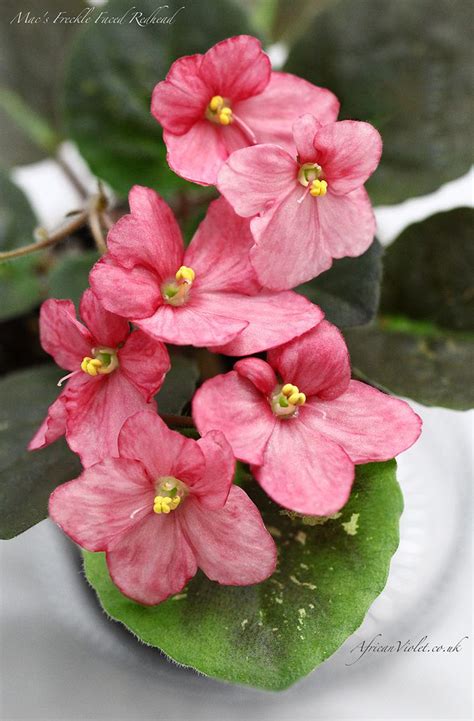 African violets what s old is new again – Artofit