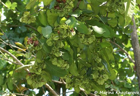 Trees of Tropical Asia - Terminalia sp.