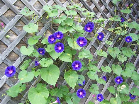 Вьюны для забора (42 фото) - фото - картинки и рисунки: скачать бесплатно