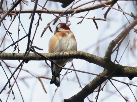 Bob Hogeveen Birdpictures