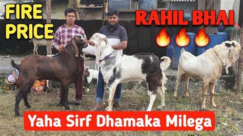 Patira Bakra Bakri Per FIRE PRICE RAHIL BHAI Yaha Sirf Dhamaka Milega