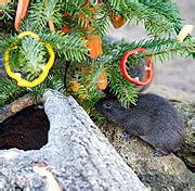 Tierpark Hellabrunn Weihnachtsfreude In Hellabrunn