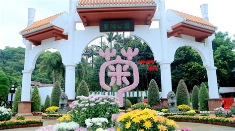 Chrysanthemums Greet Visitors To Donghu Park Eyeshenzhen