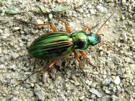 5 Curious Aspects Of The Golden Ground Beetle