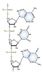 Nucleic Acids Macromolecule