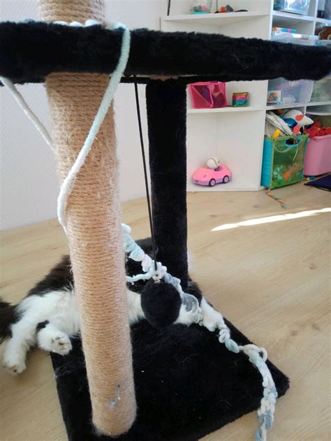 райский уголок для кошек - смотреть видео онлайн от «╺⃝⃤Норка🍀~лики~🍀 ...