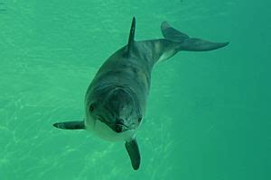 Harbour porpoise Facts for Kids