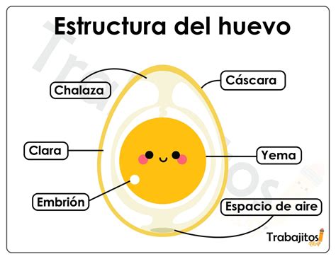 Partes Del Huevo