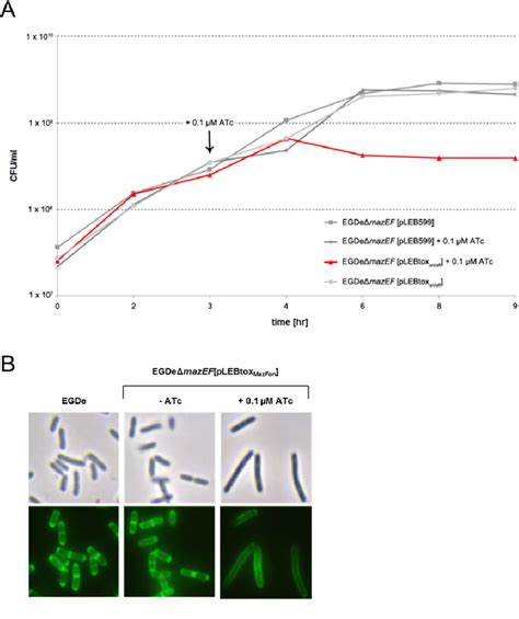 Figure 1 From Role Of A Toxin Antitoxin System In L Monocytogenes